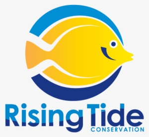 300x277 Yellow Tang Broodstock Acquired At University Of Florida