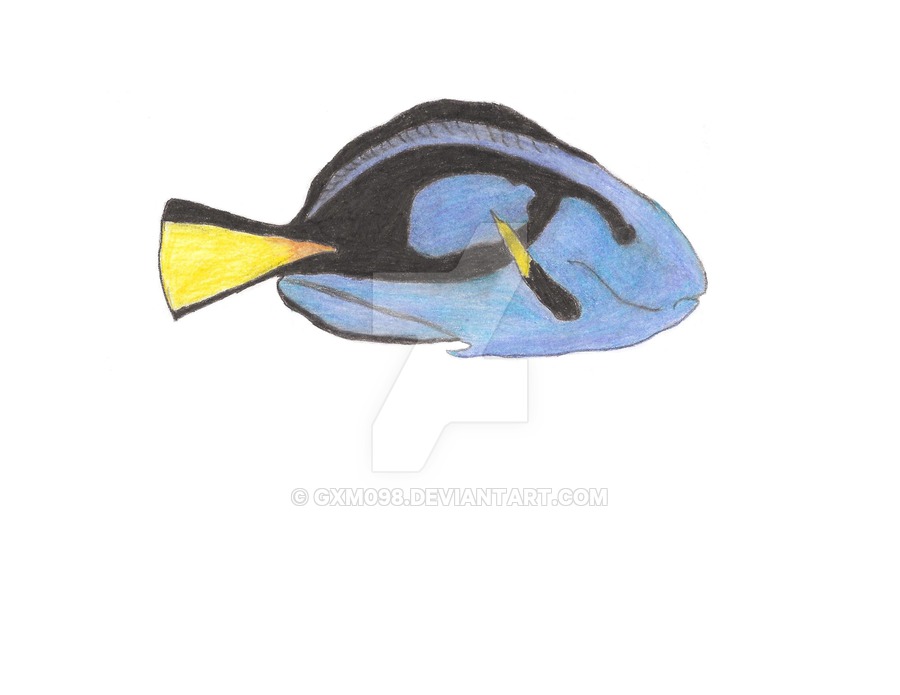 900x695 Blue Regal Tang