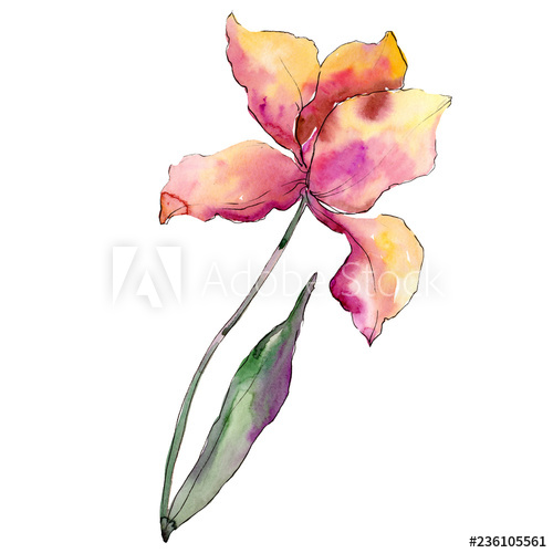 500x500 Pink Yellow Tulip Floral Botanical Flower Isolated Tulip