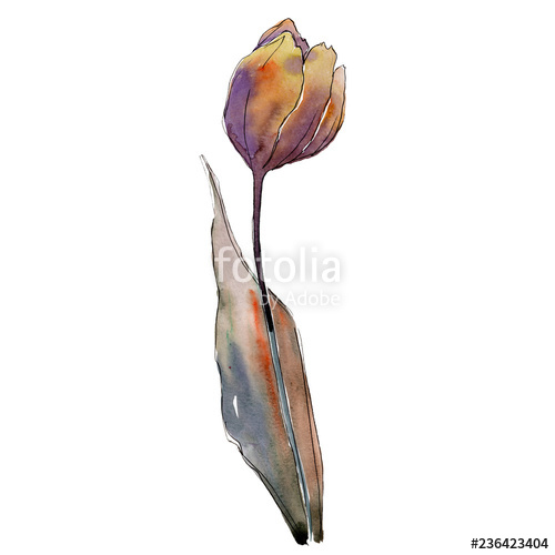 500x500 Purple Yellow Tulip Floral Botanical Flower Isolated Tulip