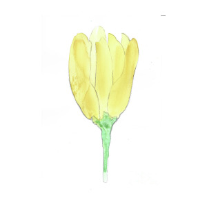 300x300 Yellow Tulip Painting