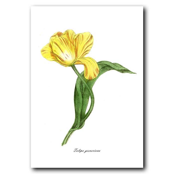 700x700 Yellow Tulip Fine Art Print