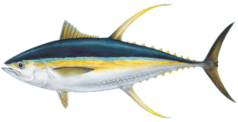 490x252 Yellowfin Tuna