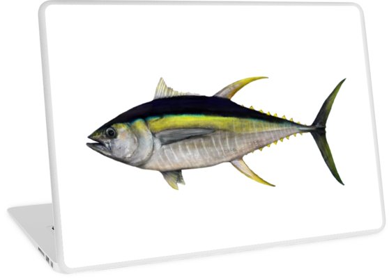 558x400 Yellowfin Tuna