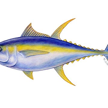 360x360 Yellowfin Tuna