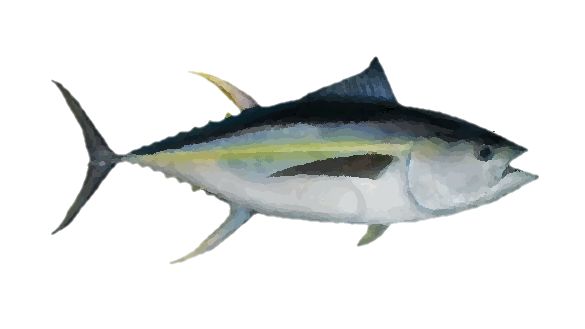 585x329 Yellowfin Tuna Drawing