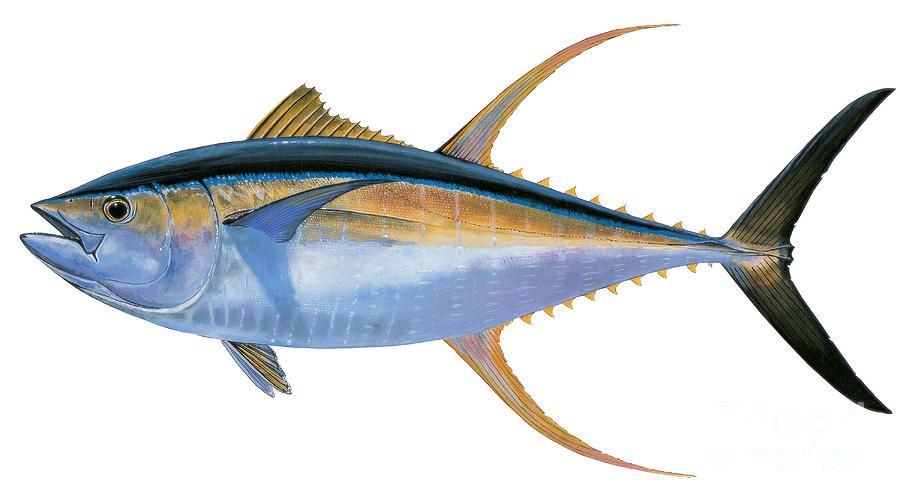 900x504 Yellowfin Tuna Painting