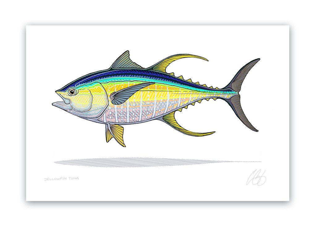 1023x731 Yellowfin Tuna Print Casey Underwood Artwork Design