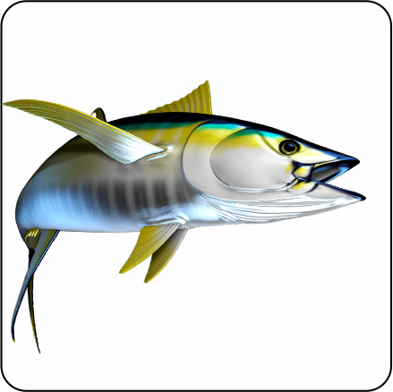 439x438 Yellowfin Tuna Digital Fish Art