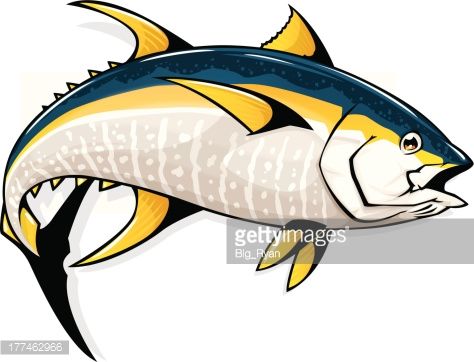 474x362 Detailed Illustration Of A Yellowfin Tuna In Fishing Tuna