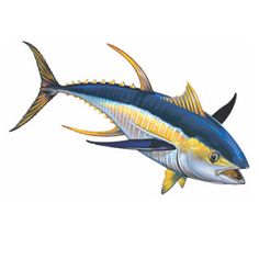 236x236 Yellowfin Tuna Aquatic Inspirations In Tuna Fishing, Fish