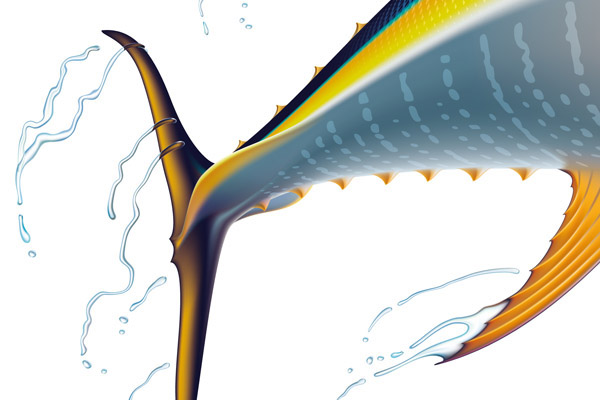 600x400 Drawing Of A Yellowfin Tuna On Behance