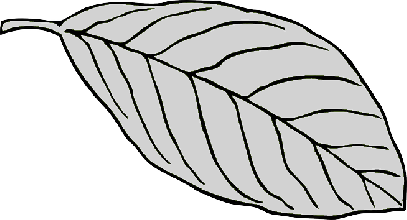 800x433 National Tree Day