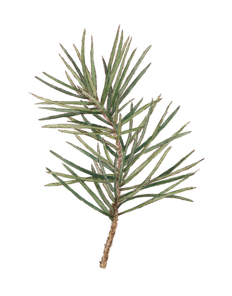 794x1015 pine sprig conifer evergreen watercolor illustration
