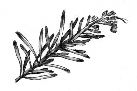 444x297 Rosemary Drawing