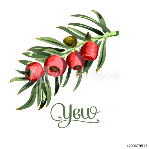 500x500 Brush The Yew Illustration On White Background Isolated