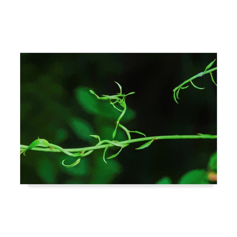 800x800 Trademark Art 'green Vine Liquid Pencil Drawing' Vintage