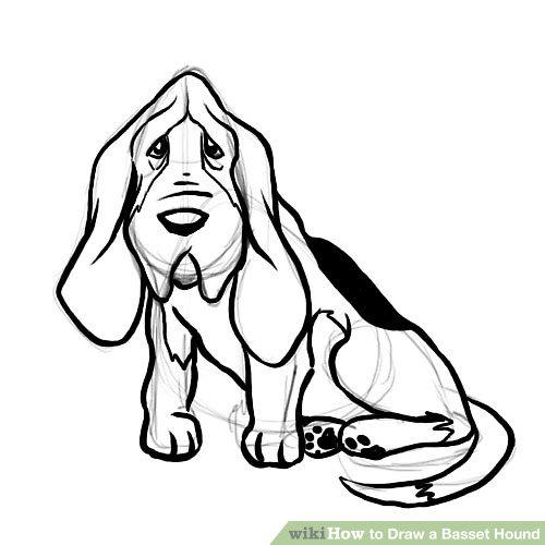 500x500 How To Draw A Basset Hound Steps