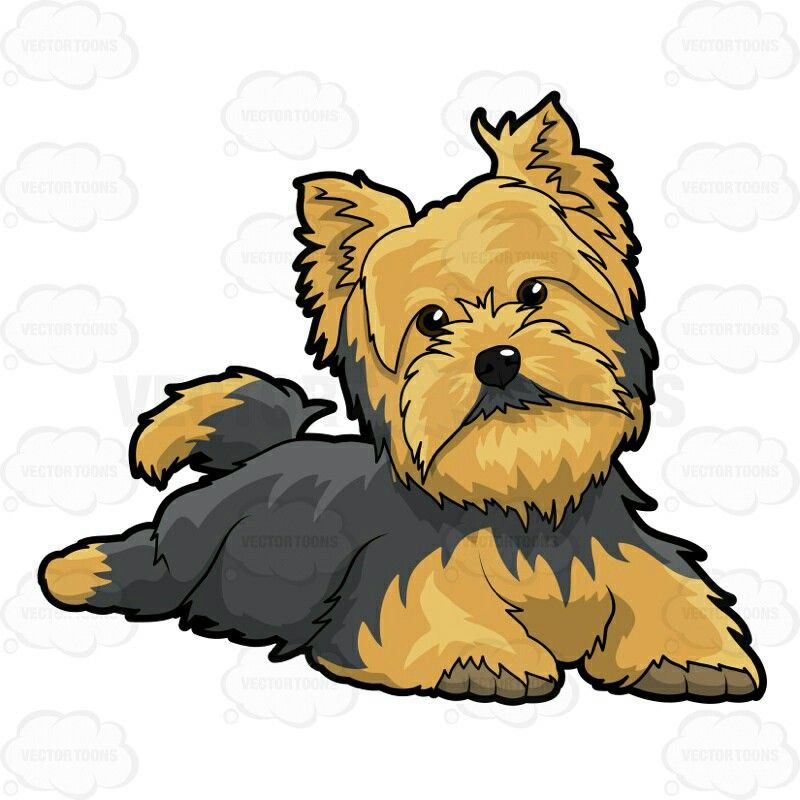 800x800 Yorkie Clipart Terrier Mix Frames Illustrations Hd Images