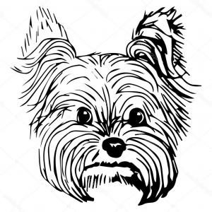 Yorkie Cartoon Drawing | Free download on ClipArtMag