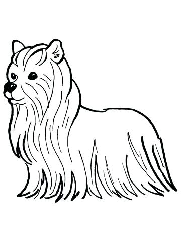 360x480 Yorkie Coloring Pages Coloring Pages Coloring Pages Puppy Drawing
