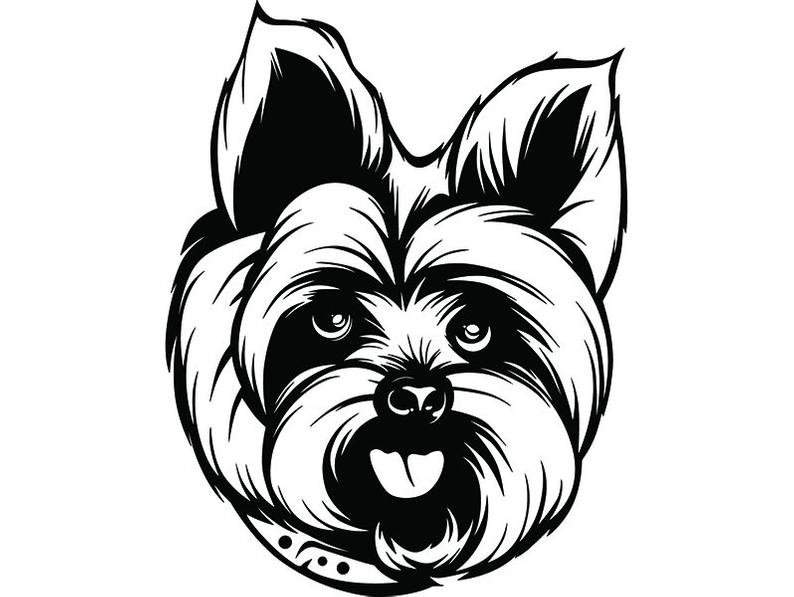 794x597 Yorkshire Terrier Yorkie Dog Breed K Pedigree Purebred Etsy