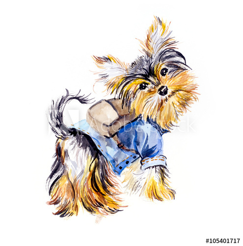 495x500 Yorkshire Terrier Cool Guy Ridiculous Puppy Background