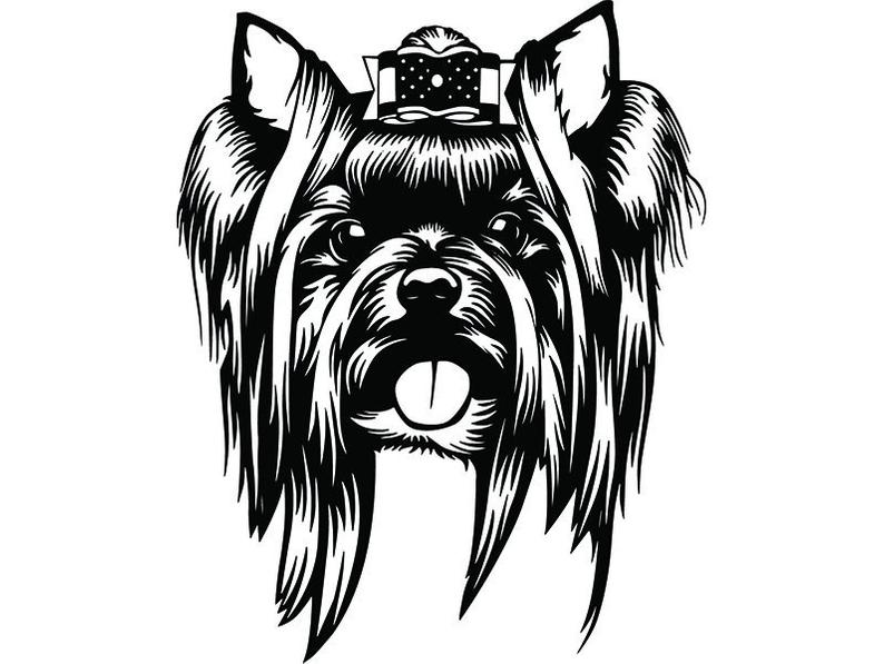 794x597 Yorkshire Terrier Yorkie Dog Breed K Pedigree Purebred Etsy