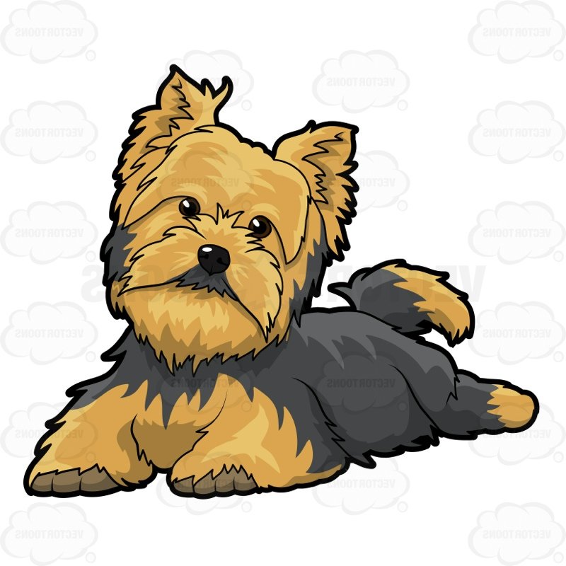 800x800 Terrier Clipart Yorkie Puppy
