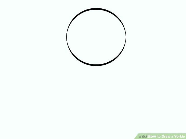 728x546 How To Draw A Yorkie Puppy