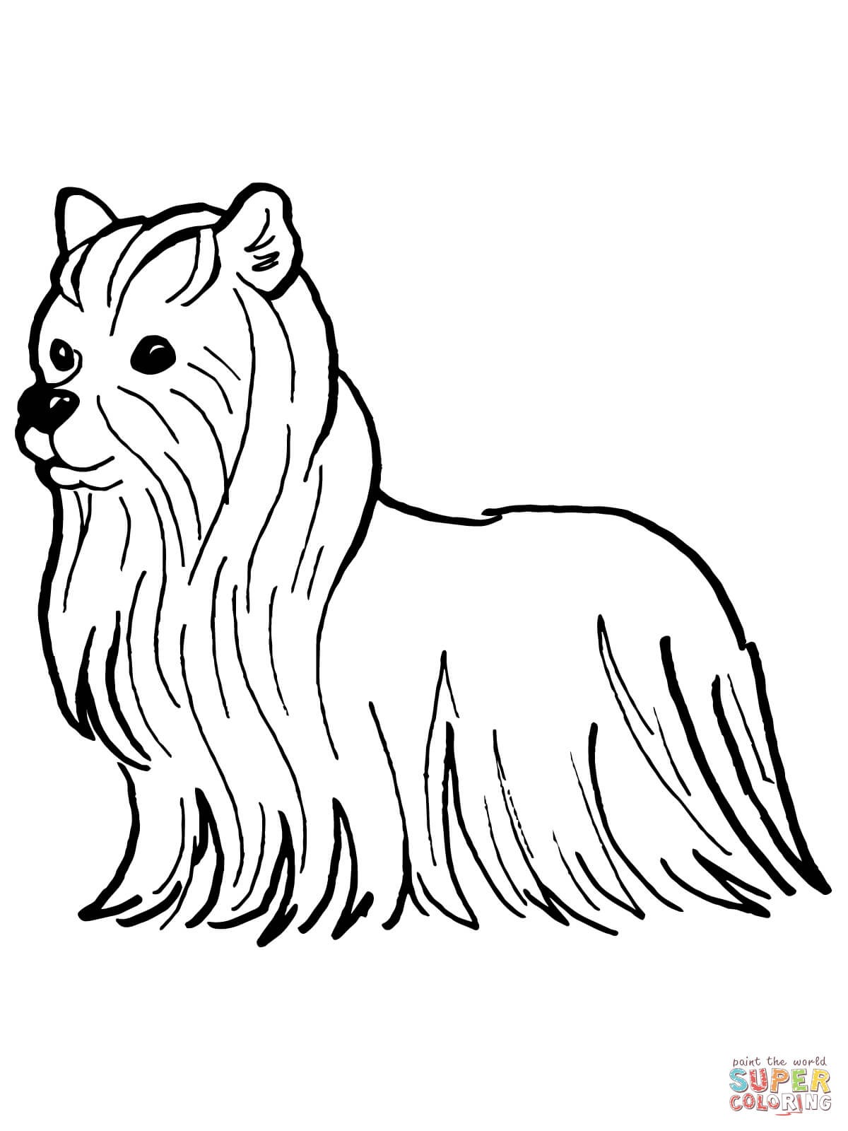1200x1600 Yorkie Coloring Pages How To Draw A Simple Drawing And For Kids