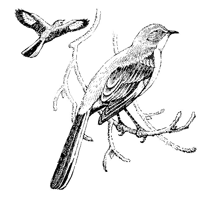 656x646 birds of yosemite national park