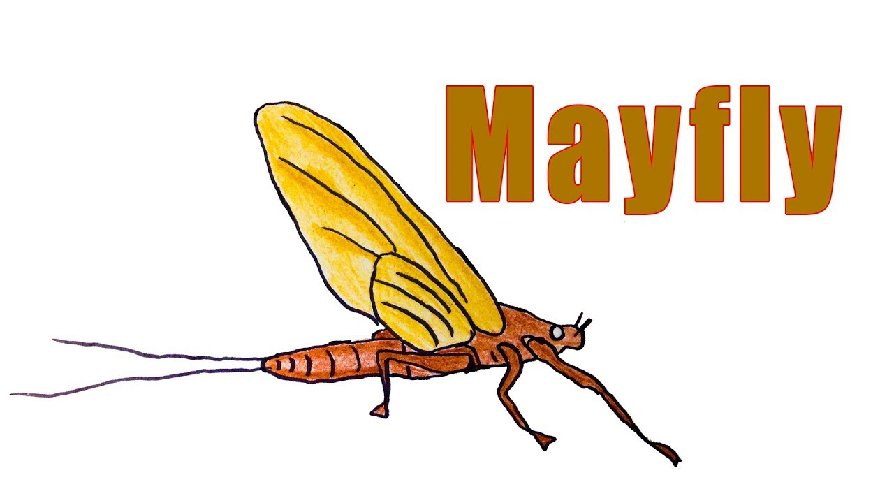 1280x720 How To Draw A Mayfly