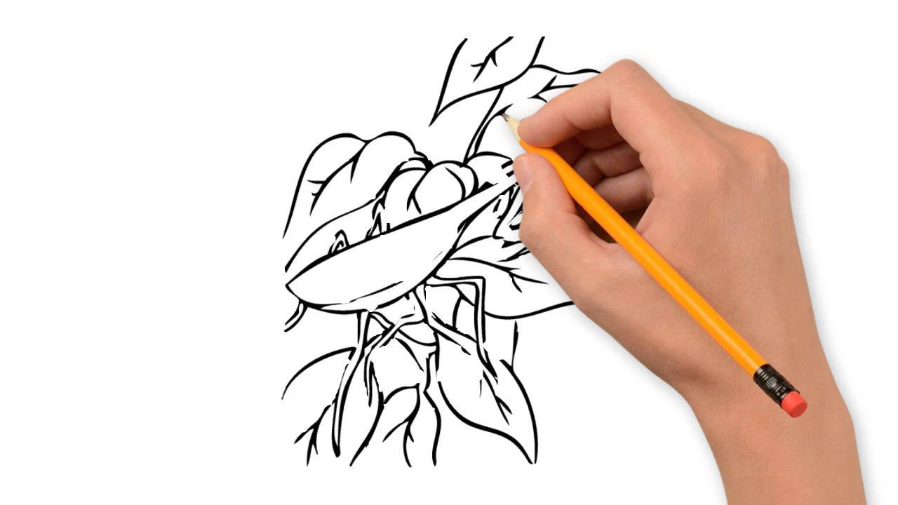 1280x720 Insects Animals Pencil To Draw Step