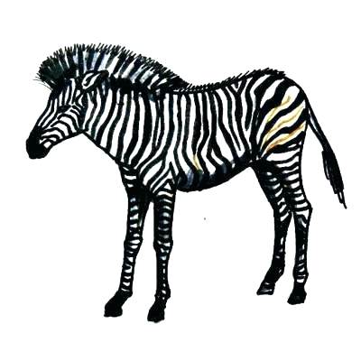 400x400 draw zebra how to draw zebra draw zebra stripes easy