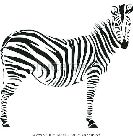 450x470 drawing a zebra zebra head zebra cartoon drawing easy