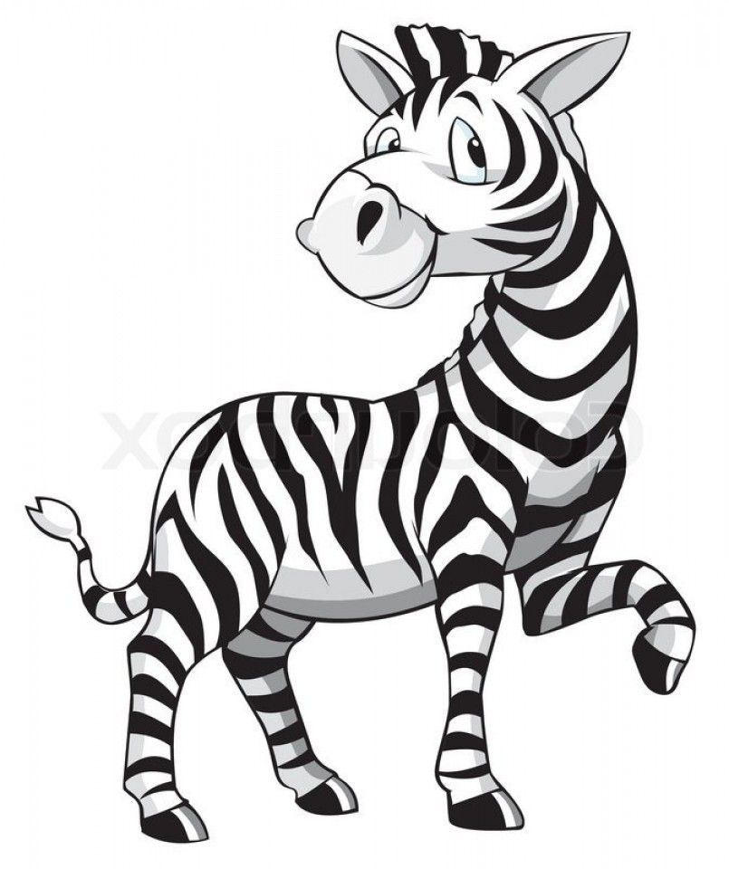 805x960 Best Baby Zebra Vector Illustration Free Zebra Cartoon Vector