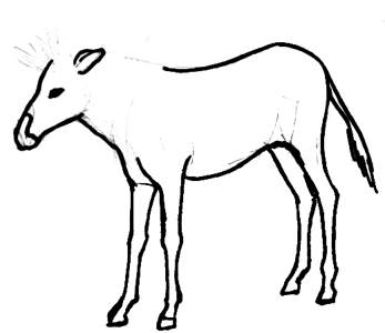 347x300 How To Draw A Zebra