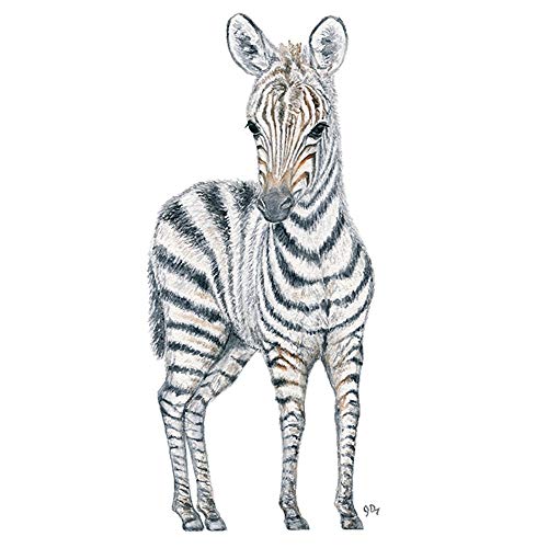 500x500 Huge Collection Of 'baby Zebra Drawing' Download More Than
