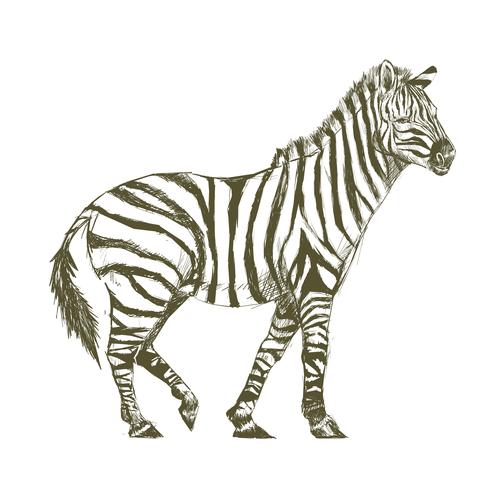 490x490 Illustration Drawing Style Of Zebra