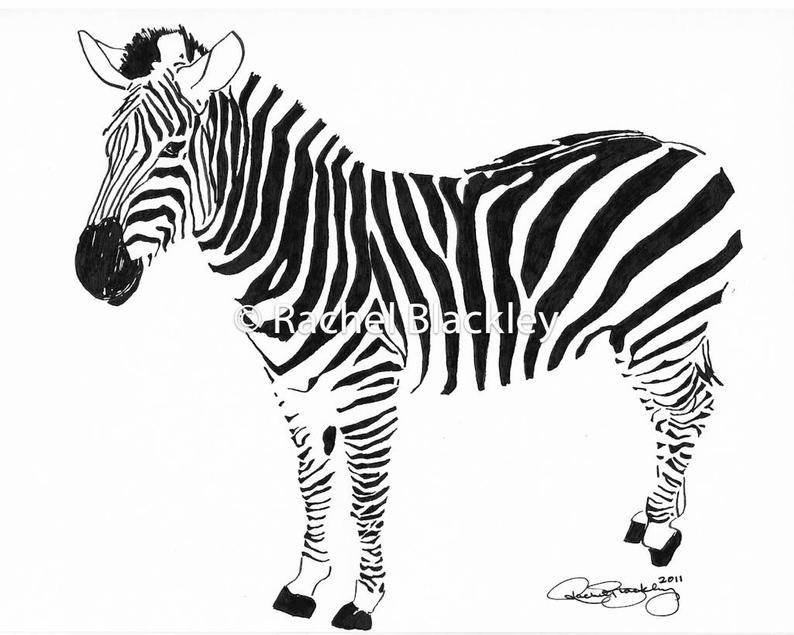 794x635 standing zebra ink sketch ink drawing pen and ink black etsy