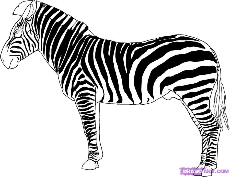 900x692 Draw A Zebra, Step