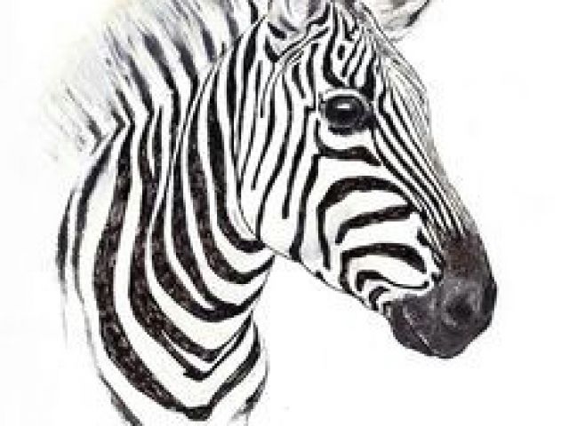 640x480 Drawing Zebra Step