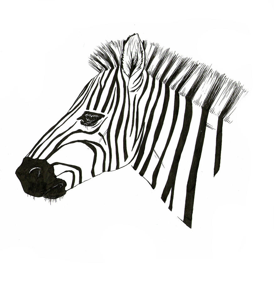 874x900 Zebra Drawings Easy