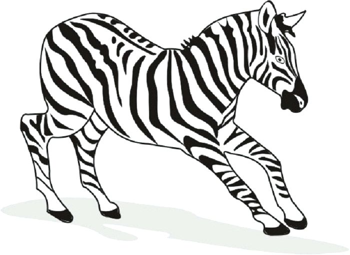 700x511 Zebra Coloring Book Free Printable Zebra Coloring Pages For Kids