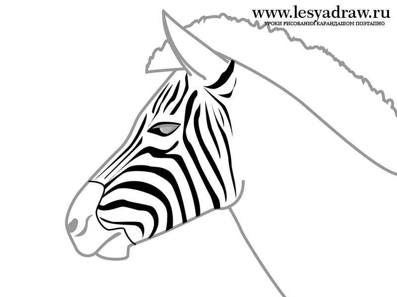 800x600 How To Draw A Zebra With A Pencil Step