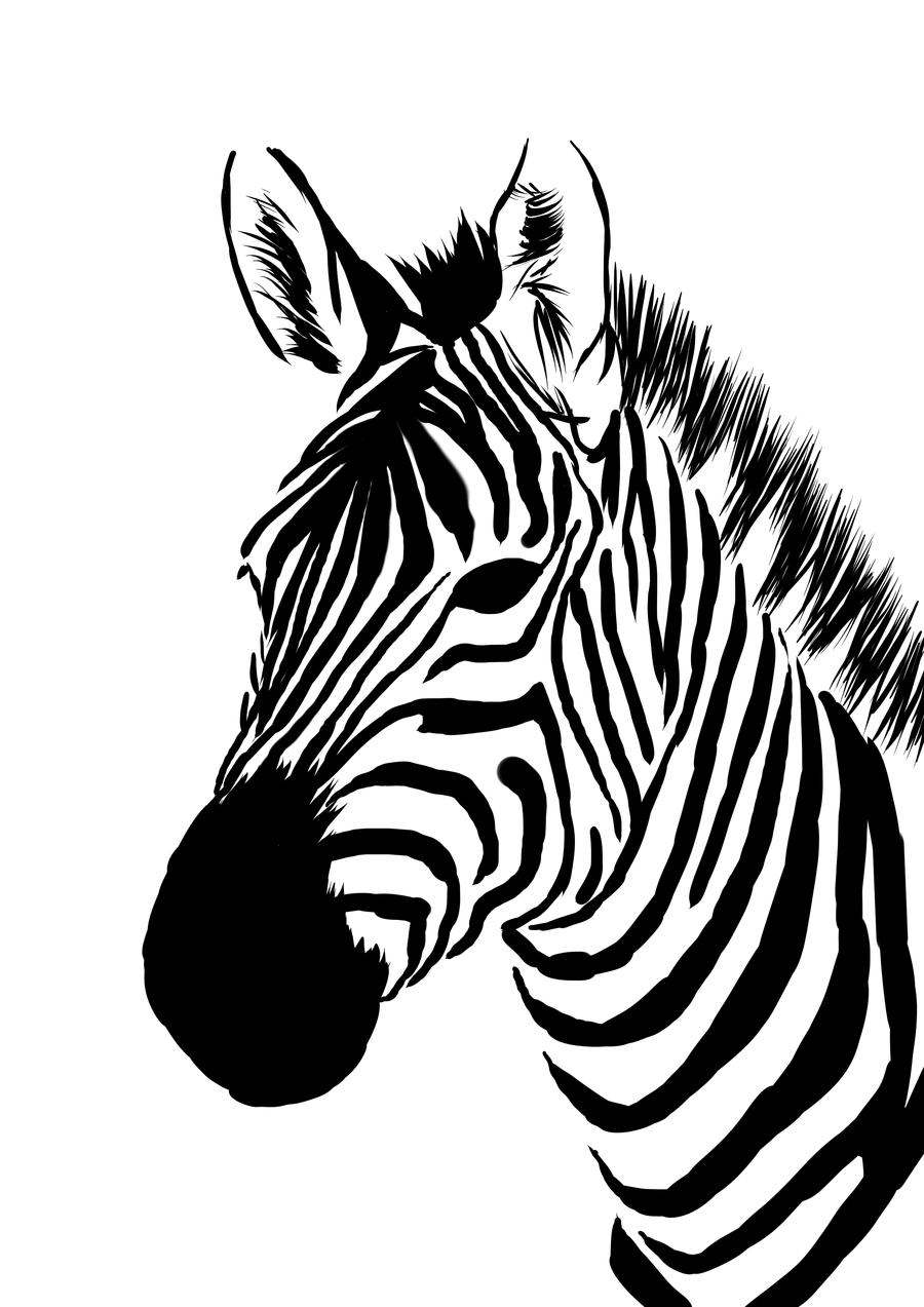 900x1273 Zebra Drawing Free Download