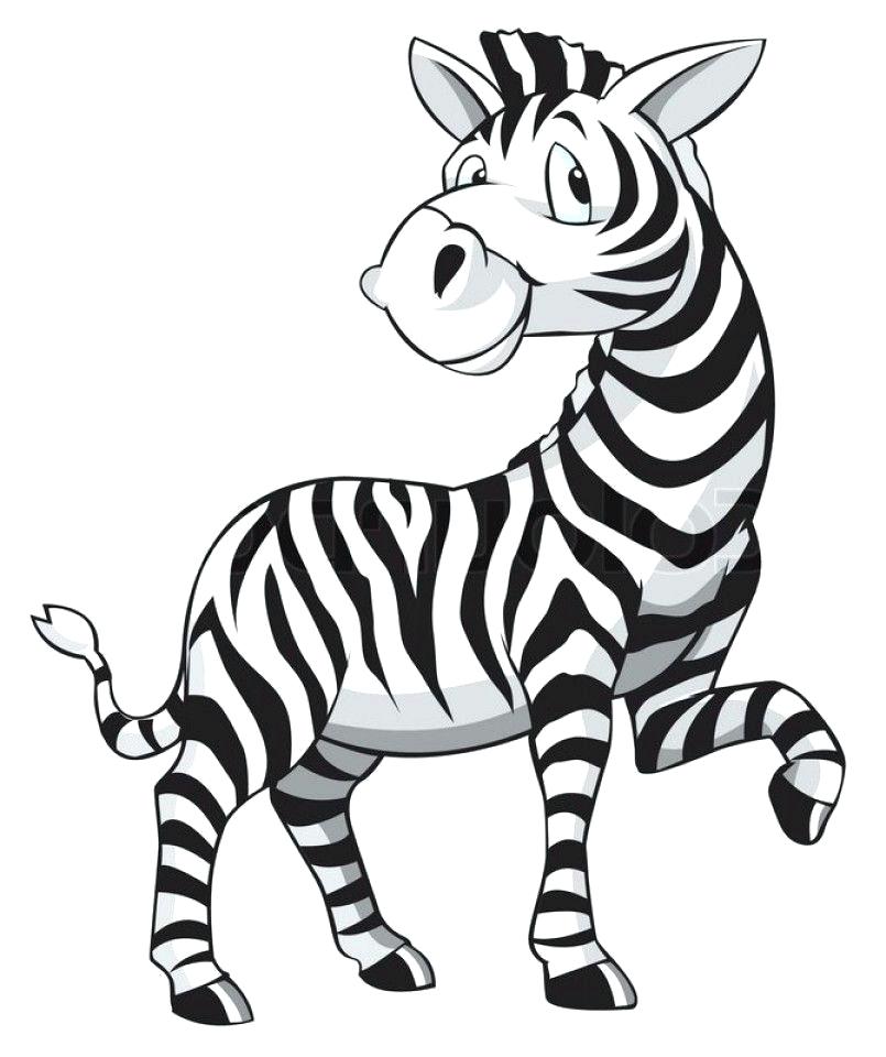 805x960 Baby Zebra Drawing