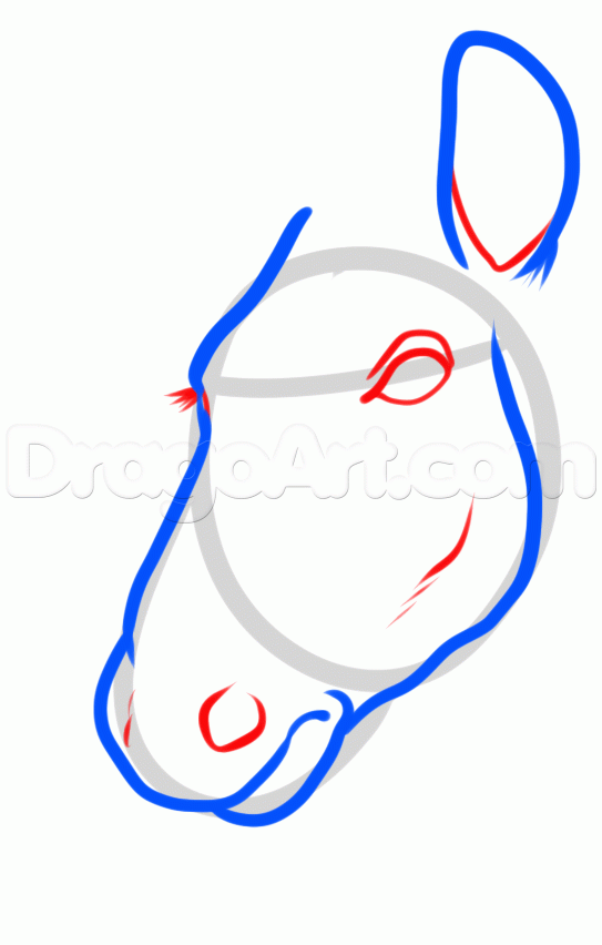 543x852 How To Draw A Zebra Head, Step