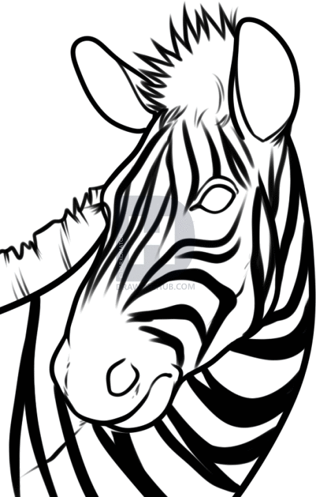458x720 How To Draw A Zebra Head, Step
